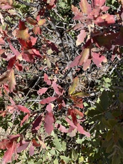 Quercus grisea