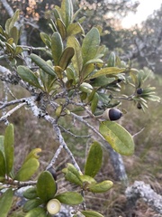Quercus geminata