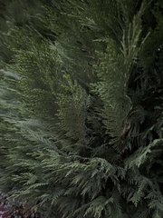 Thuja occidentalis