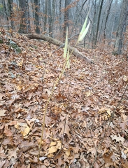 Asclepias