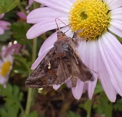 Autographa precationis
