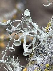 Ramalina leptocarpha