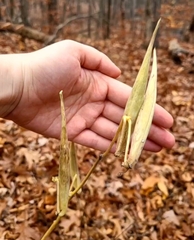 Asclepias