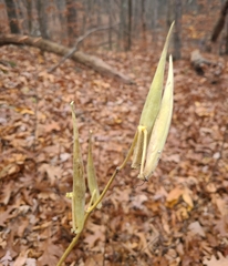 Asclepias