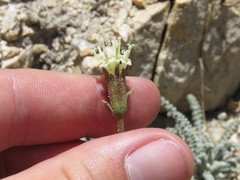 Chaenactis santolinoides