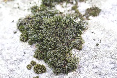 Grimmia laevigata