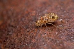 Dasydemellidae