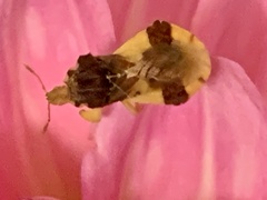 Phymata pennsylvanica