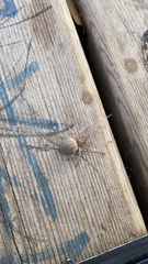 Cheiracanthium mildei