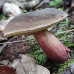 Xerocomellus chrysenteron