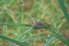 Megatibicen dealbatus