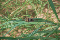 Megatibicen dealbatus
