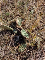 Opuntia humifusa