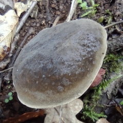 Xerocomellus chrysenteron