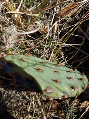 Opuntia humifusa