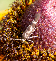 Scythris trivinctella