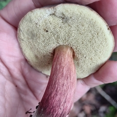 Xerocomellus chrysenteron