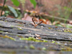 Toxonevra superba