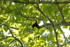 Ramphastos sulfuratus