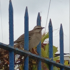 Mimus thenca