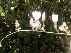 Malacothamnus fasciculatus