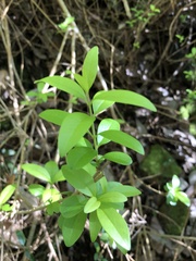 Ligustrum ovalifolium