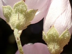 Malacothamnus fasciculatus