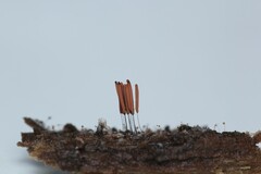 Cribraria microcarpa