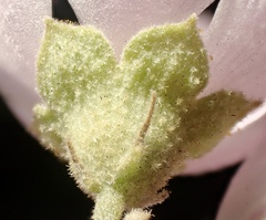 Malacothamnus fasciculatus