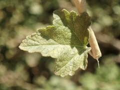 Malacothamnus fasciculatus