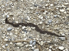 Sistrurus tergeminus