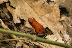 Oophaga pumilio
