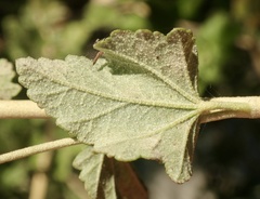 Malacothamnus fasciculatus