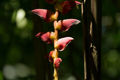 Heliconia pogonantha
