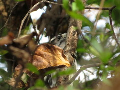 Dryobates pubescens