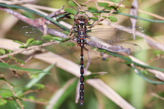 Austroaeschna pulchra