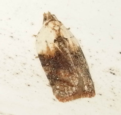 Acleris braunana