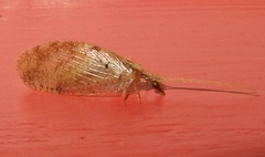 Hemerobius