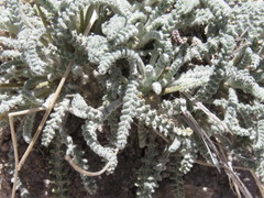 Chaenactis santolinoides