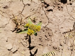 Flaveria trinervia