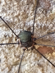 Leiobunum
