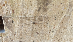 Leiobunum