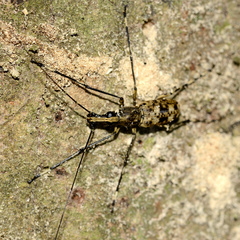 Anthribidae