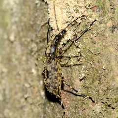 Anthribidae