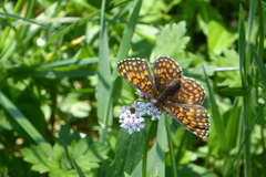 Melitaea