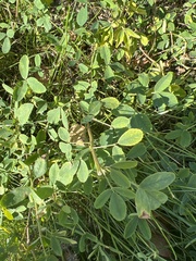 Trifolieae
