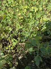 Trifolieae