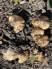 Tricholoma equestre