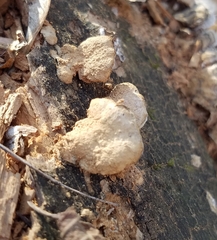 Trametopsis cervina