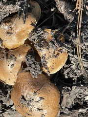 Tricholoma equestre